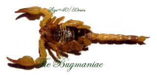 Other Insects Arachnidae Scorpio Maurus Palma