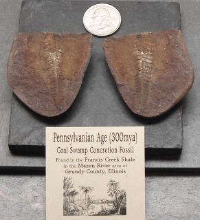 Mazon Creek Pennsylvanian Age Fern Fossil in Siderite Nodule