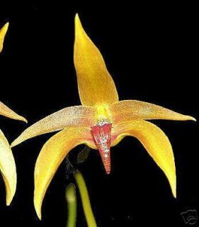 Large Blooming Size Bulbophyllum Frank Smith Orchid
