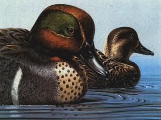 Federal Duck Stamp Print GW Teal by Ken Michaelson List $350