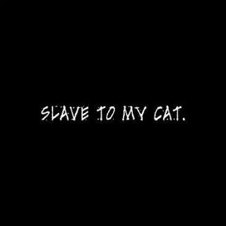 Slave To My Cat Cat Tshirt Size/Colors