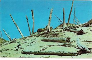 Vintage Sleeping Bear Sand Dune, Glen Arbor, MI postcard