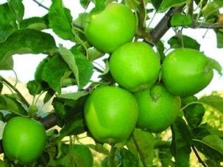 Newly listed Granny Smith Apple Tree  5 Seeds  Green & Crisp Apples