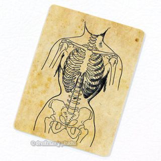 Deformed by Corset Deco Magnet; Vintage Anatomy Medical Illustration