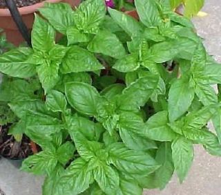 BASIL ~ SWEET GENOVESE 30+ Seeds Seedheaven *Combined Shipping ANNUAL