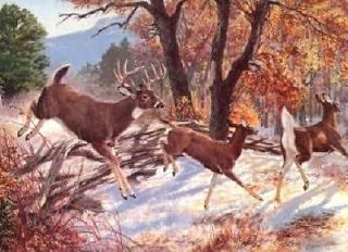 Remington Arms Company Print White Tailed Deer by Tom Beecham