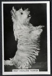 WESTIE TERRIER SENIOR SERVICE 1939 DOG PHOTO CIGARETTE / TOBACCO CARD
