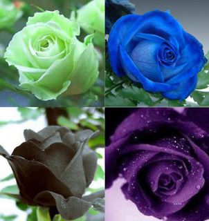 80 ROSE SEED Black Green Purple Blue Flower seeds