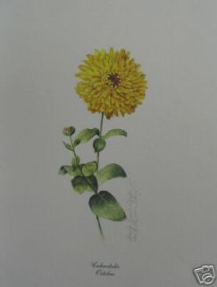Calensula by Sandy Lynam Clough   floral   botanical