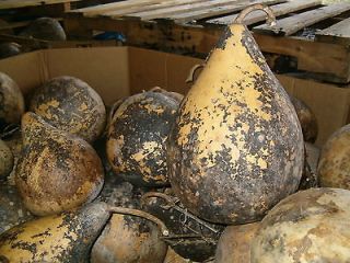 TOP QUALITY MARTIN GOURDS (UNWASHED FROM 2012 CROP)