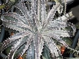 Dyckia Velascana rare bromeliad succulent cactus seeds~dense silver