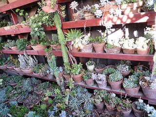 mother plant cactus  19 95 