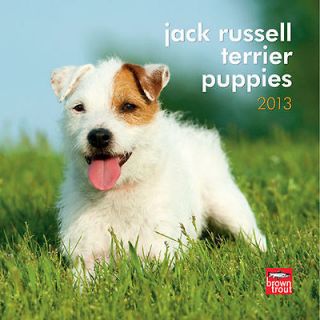 Jack Russell Terrier Puppies 2013 Mini Wall Calendar
