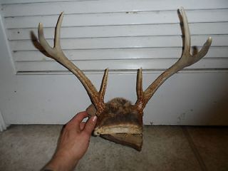 Point White Tail Deer Antlers Mounted On Drift Wood Base With Wall