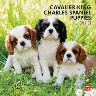 Cavalier King Charles Spaniel Puppies 2013 Wall Calend