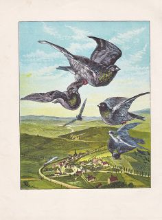 CARRIER PIGEON BIRDS HOMING PIGEONS SOARING OVER PASSING TRAIN ANTIQUE