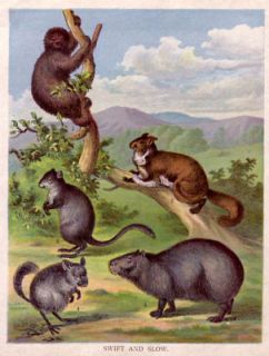 CHINCHILLA, Sloth, FLying Squirrel, Antique 1880s Print