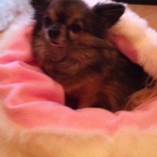 CHIHUAHUA DOG PUPPY BED CREAM AND PINK SNUGGLE SAK SACK TOWIE
