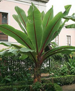 10 Seeds   Abyssinian Banana Plant   Ensete ventricosum
