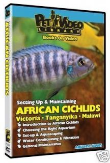 AFRICAN CICHLIDS ~ Set up, Aquascape & Maintaining DVD