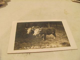 RPPC Yoke of Oxen on Deer Isle postcard