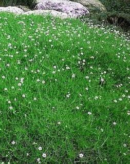 Irish Moss 50 Seeds   Sagina   Perennial