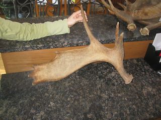 moose antler horn dog chew toy art craft deer elk taxidermy adirondack