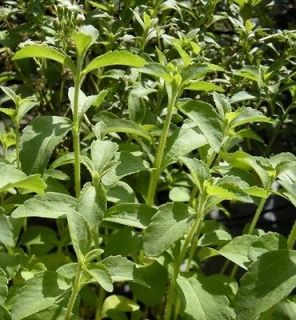 STEVIA REBAUDIANA SUGAR PLANT 20 SEEDS ITS UP TO 300 TIMES SWEETER