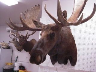 moose in Elk & Moose