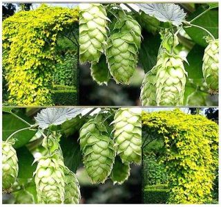Hops, Humulus lupulus, Perennial Vine Seeds FAST HARDY BREW YOUR OWN