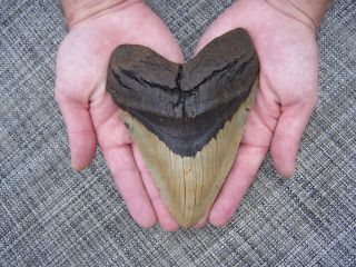65 Inch Megalodon Fossil Shark Tooth Teeth 1 LB 4.4 oz