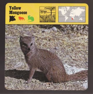 YELLOW MONGOOSE Africa Mammal 1975 1980 SAFARI ANIMAL FACT PHOTO CARD