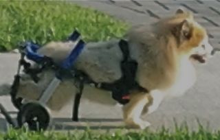 Walkin Wheels Dog Wheelchair for Handicapped Pets