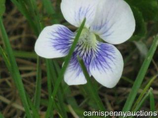 Purple Wood Violets Perennial Ground Cover Flower Marsh Plant