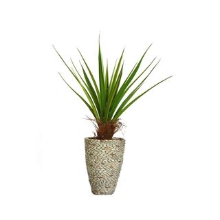 Laura Ashley 58 inch Tall Agave Plant With Cocoa Skin In Fiberstone Planter