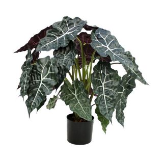 30 in. Alocasia Red Multicolor   151208