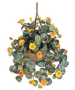 Nasturtium Hanging Basket Silk Plant